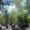 Gele treurwilg | Hoogstam