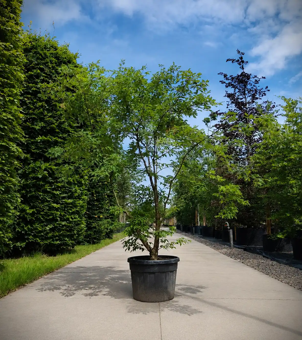 Driebloemige Esdoorn | Meerstammig