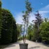 Driebloemige Esdoorn | Meerstammig