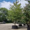 Haagbeuk | Hoogstam