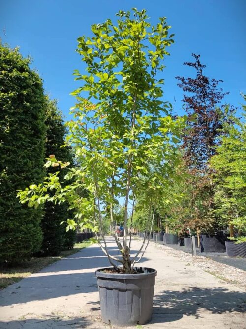 Japanse magnolia | Meerstammig