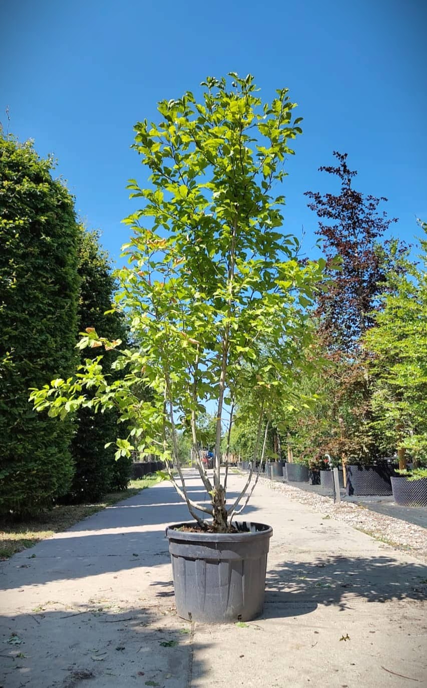 Japanse magnolia | Meerstammig