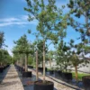 Appelboom 'Jonagold' | Halfstam