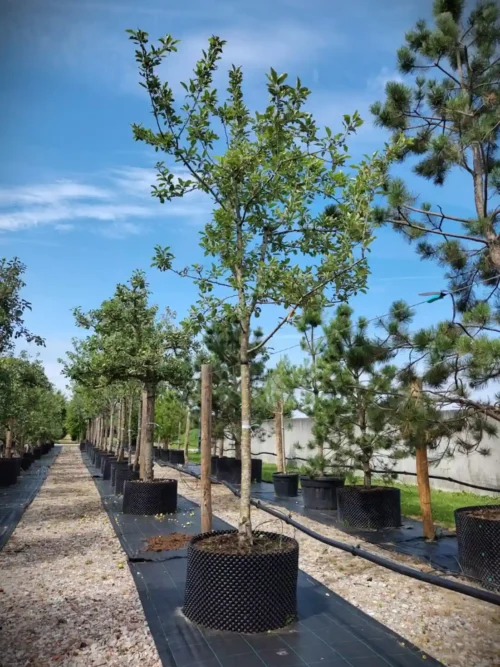 Appelboom 'Jonagold' | Halfstam