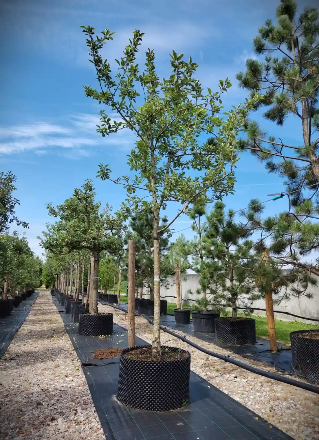 Appelboom 'Jonagold' | Halfstam