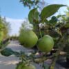 Appelboom 'Jonagold' | Halfstam