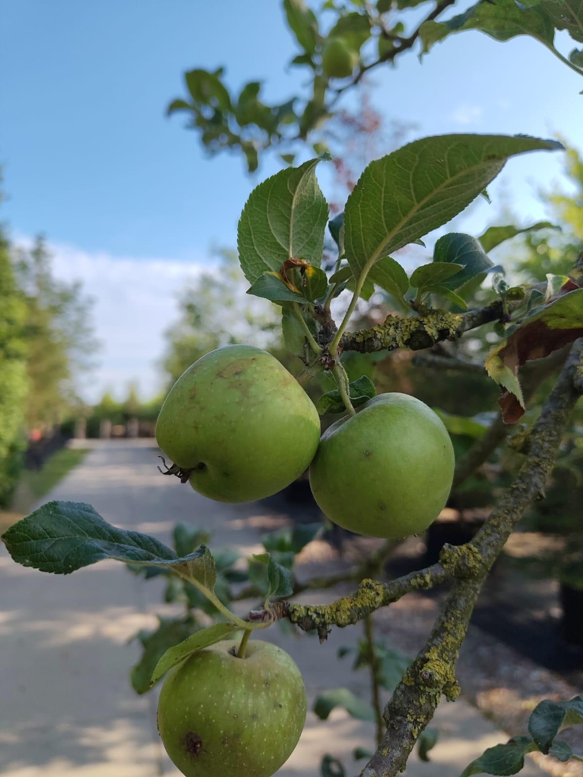 Appelboom 'Jonagold' | Halfstam