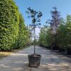 Appelboom 'Jonagold' | Halfstam