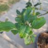 Appelboom 'Jonagold' | Halfstam