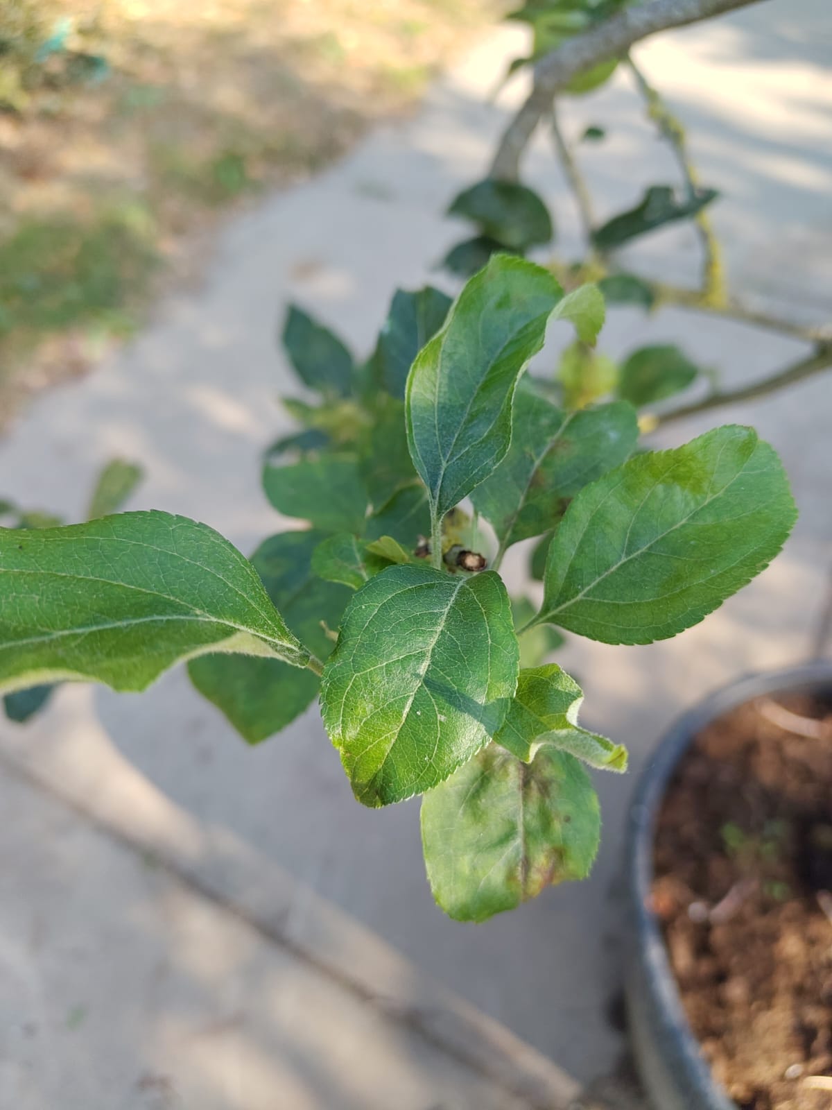 Appelboom 'Jonagold' | Halfstam
