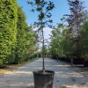 Appelboom 'Jonagold' | Halfstam