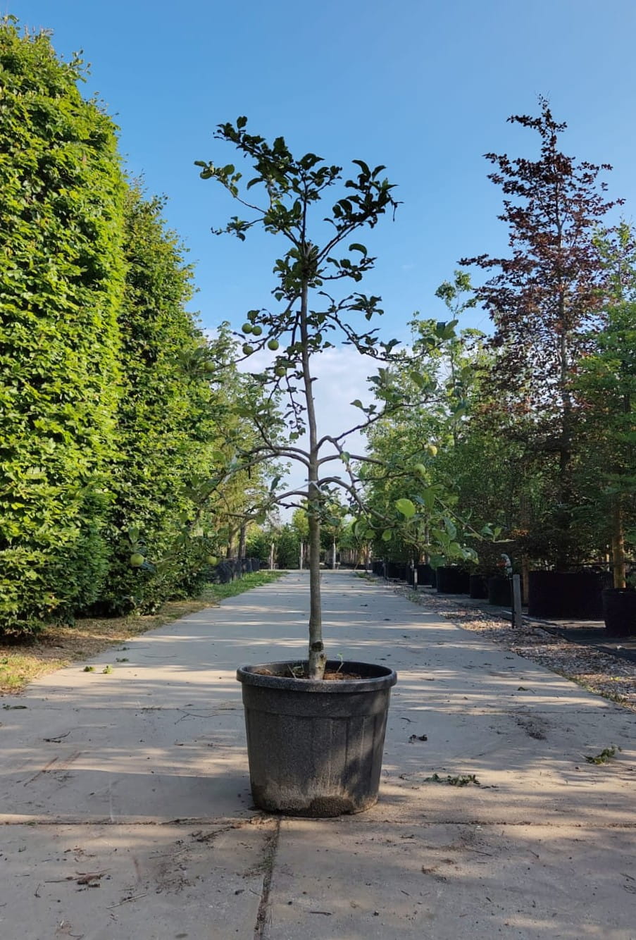 Appelboom 'Jonagold' | Halfstam
