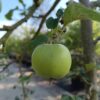 Appelboom 'Jonagold' | Halfstam
