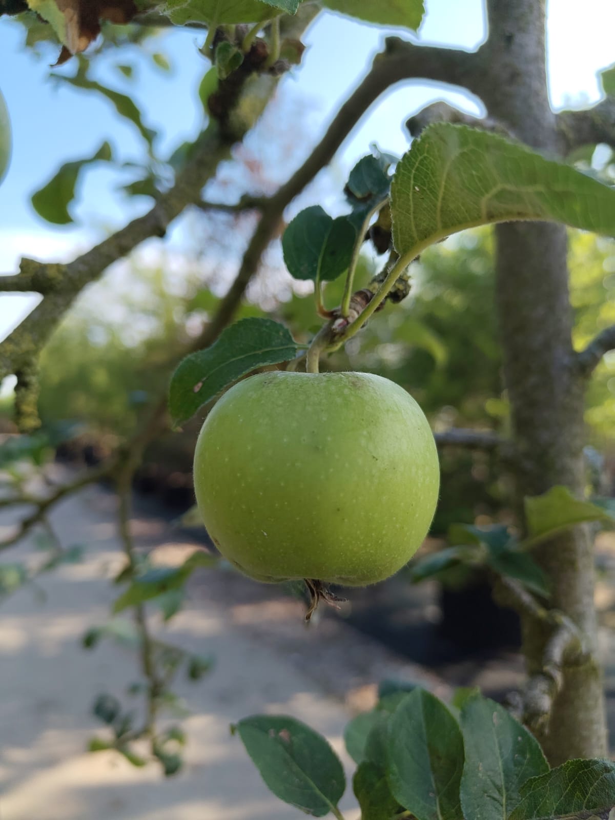 Appelboom 'Jonagold' | Halfstam