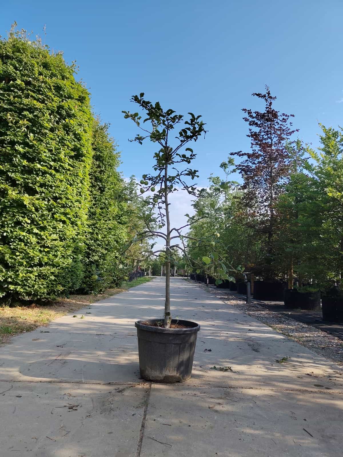 Appelboom 'Jonagold' | Halfstam
