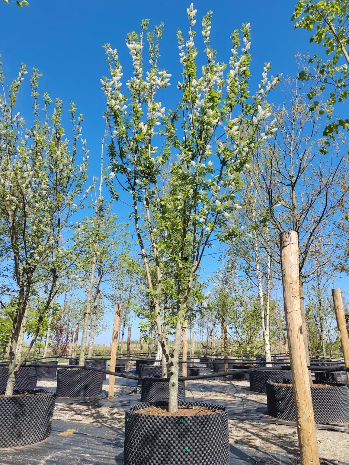 Vogelkers | Meerstammig