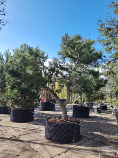 Grove den | Karakterboom