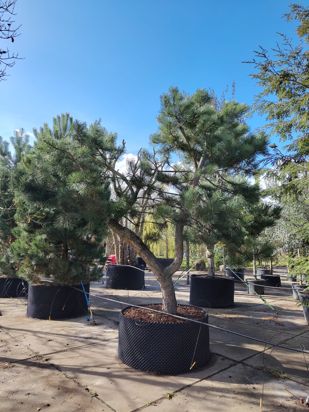 Grove den | Karakterboom