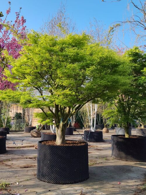 Japanse esdoorn | Karakterboom