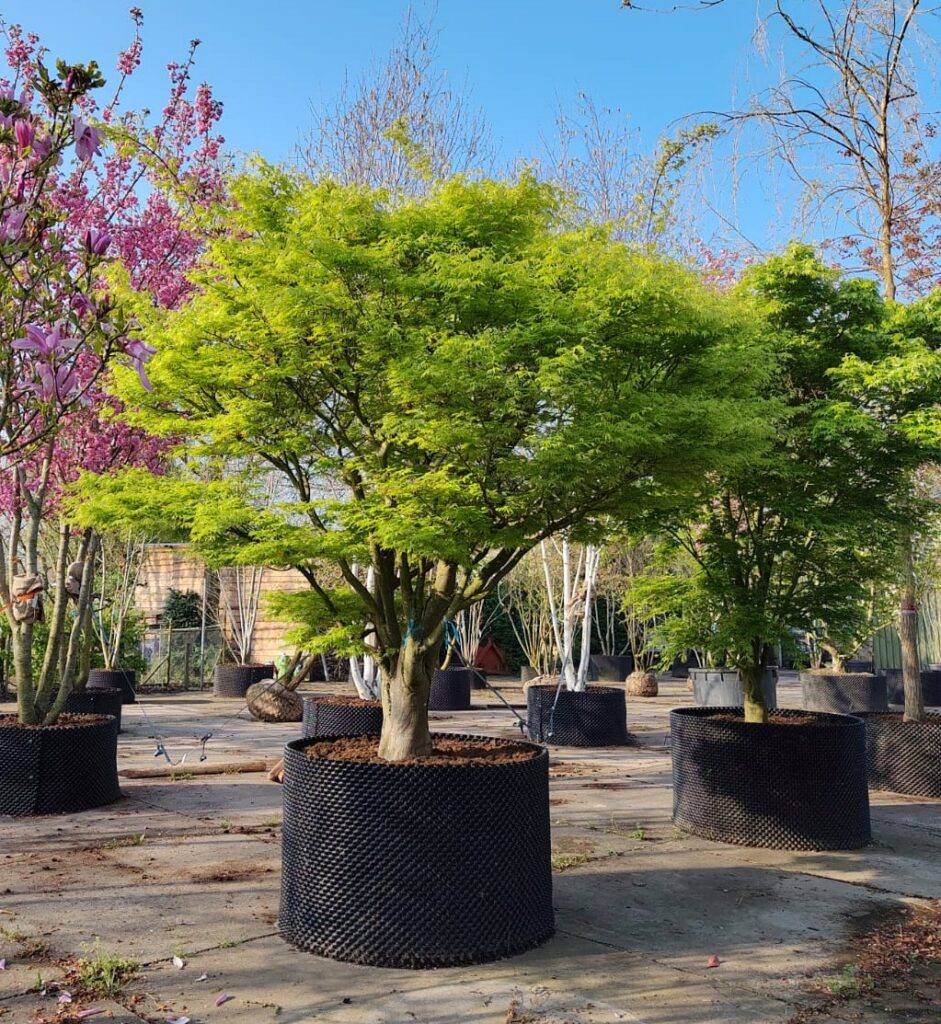 Japanse esdoorn | Halfstam karakterboom