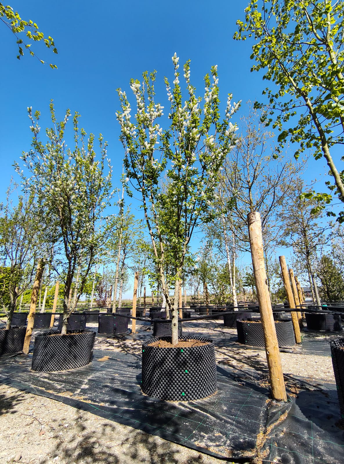 Vogelkers | Meerstammig