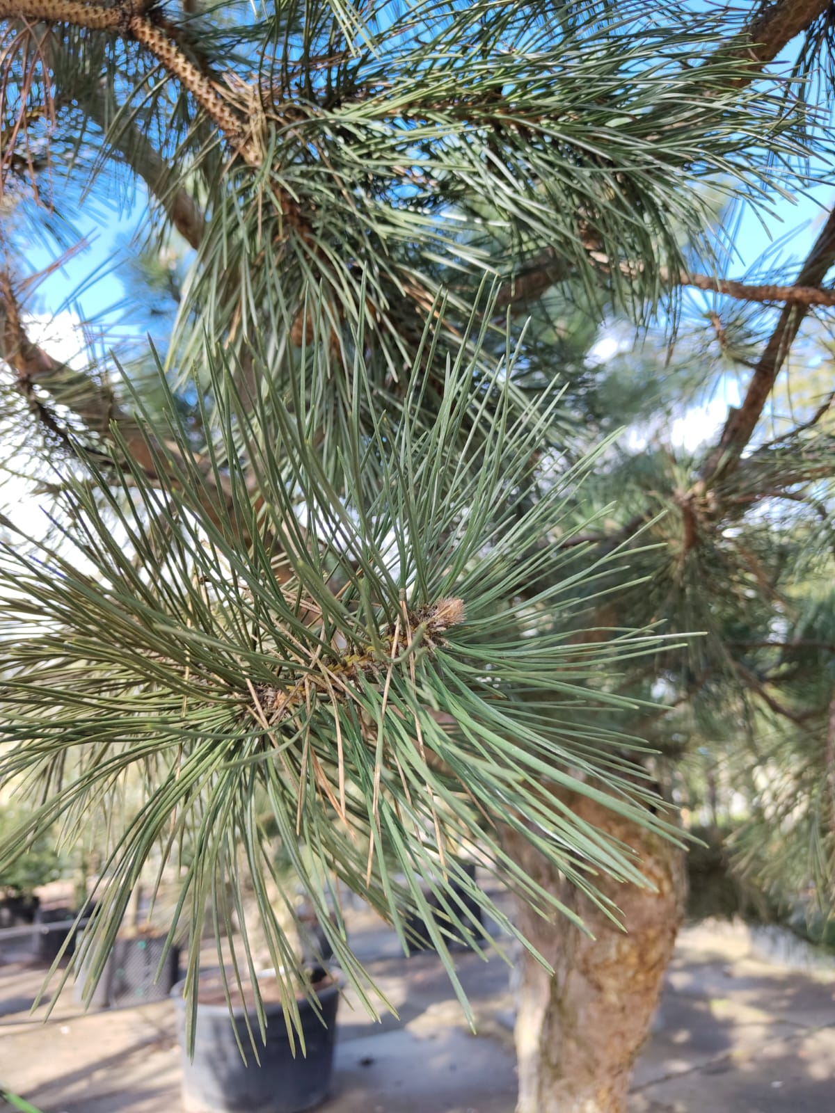 Grove den | Karakterboom