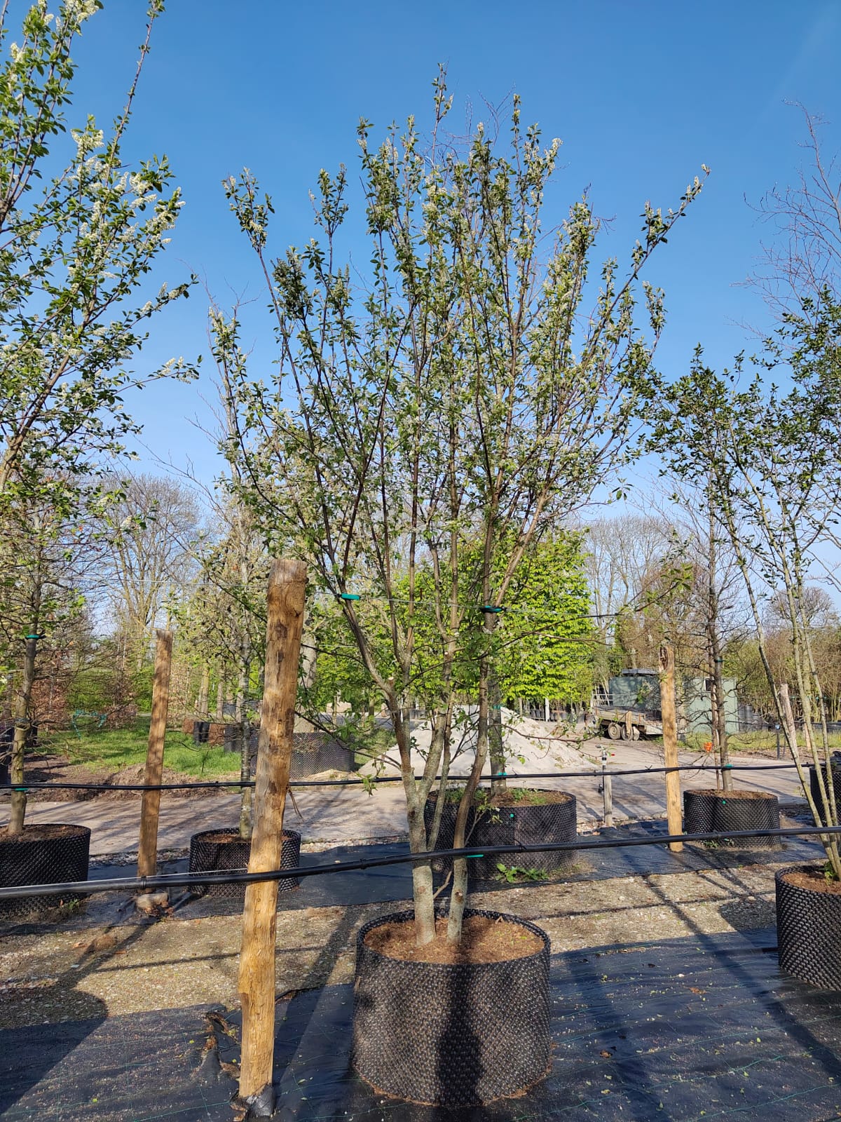 Vogelkers | Meerstammig