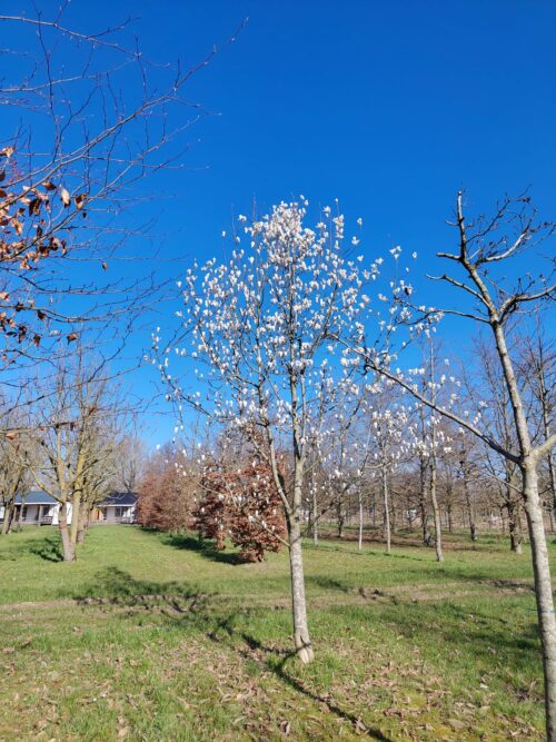 Japanse magnolia | Halfstam