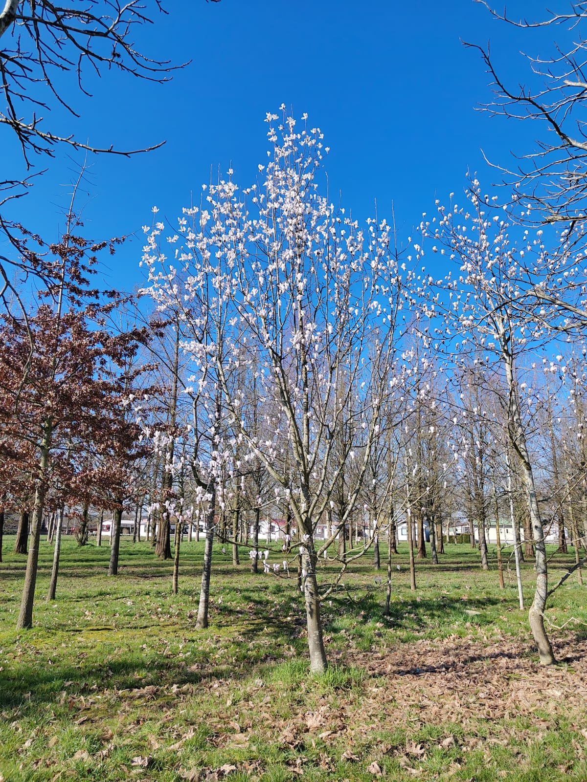 Japanse magnolia | Halfstam