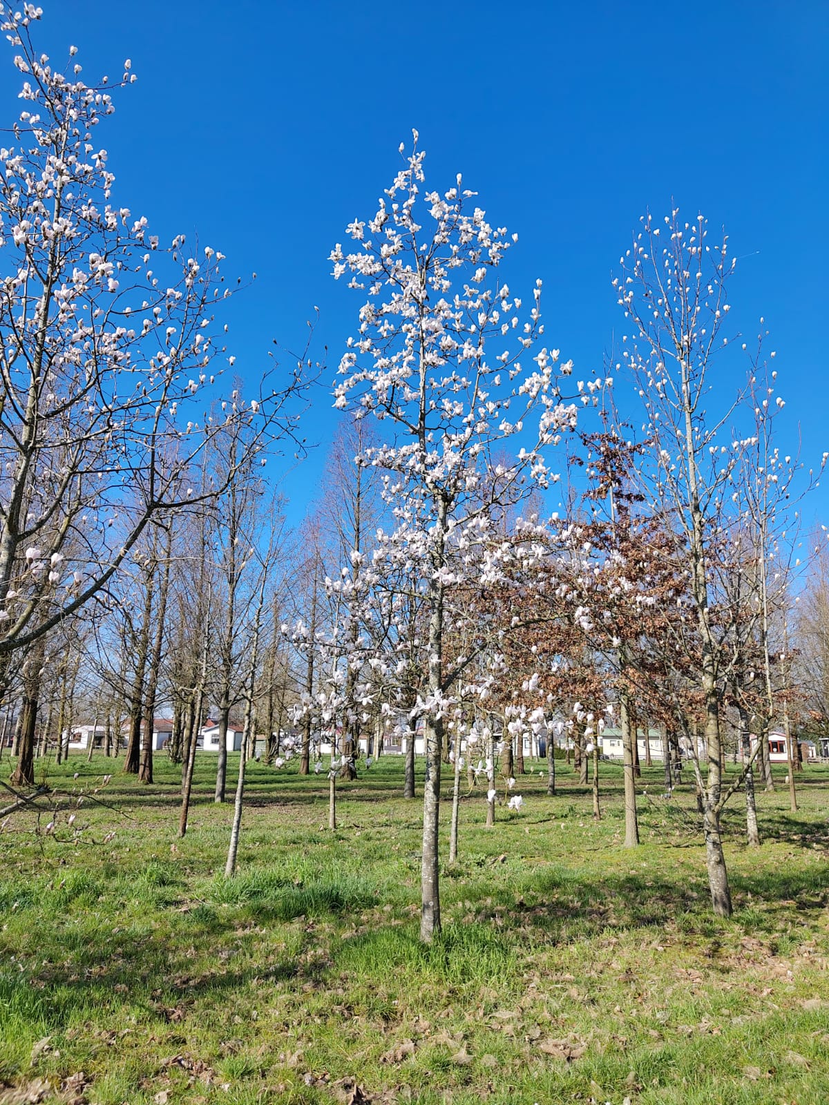 Japanse magnolia | Halfstam