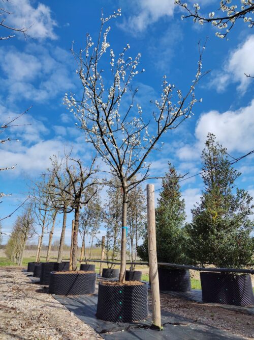 Pruimenboom 'Opal' | Hoogstam