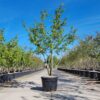 Perzische ijzerhoutboom | Meerstammig (voldod)