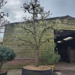 Perenboom 'Conference' | Halfstam