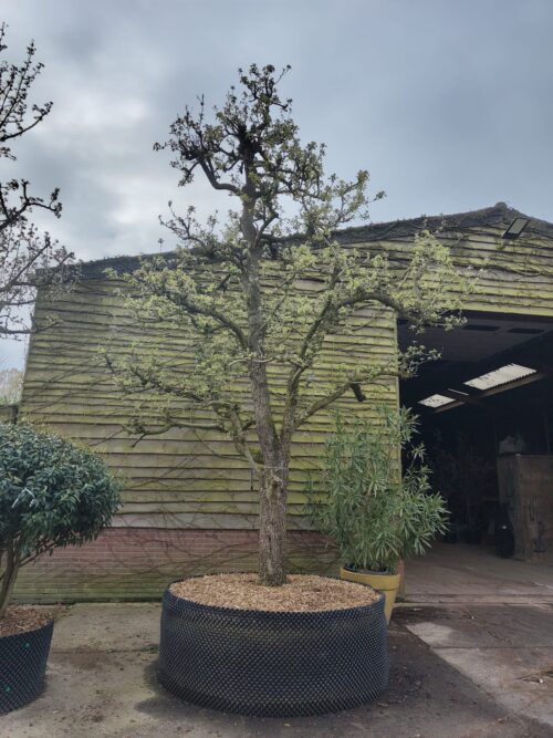 Perenboom 'Conference' | Halfstam