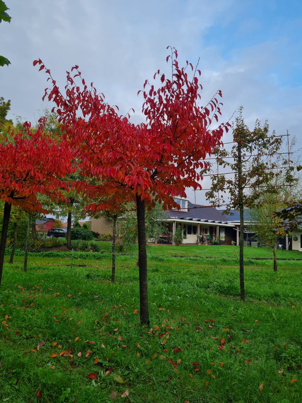 Japanse sierkers 'Sargent' | Op stam