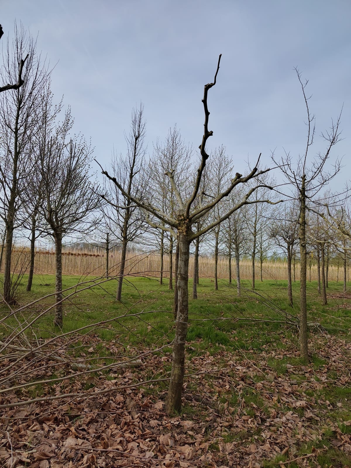 Plataan | Dakvorm karakterboom