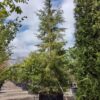 Westelijke hemlockspar | Laagstam