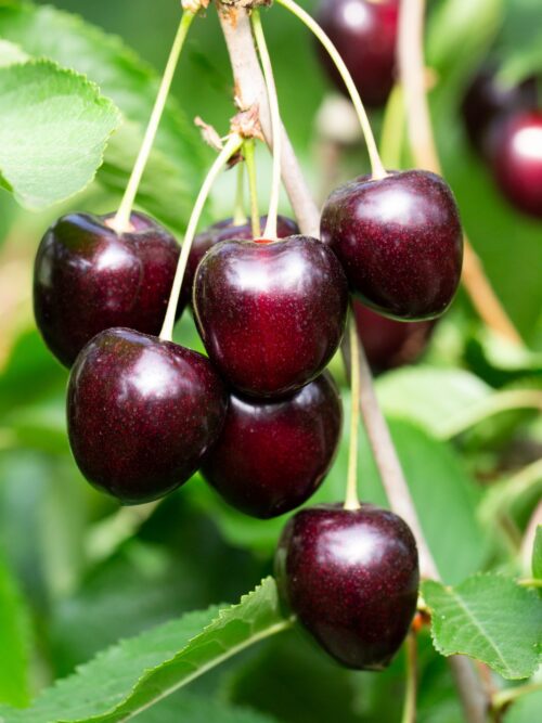 Appelboom 'James Grieve' | Halfstam