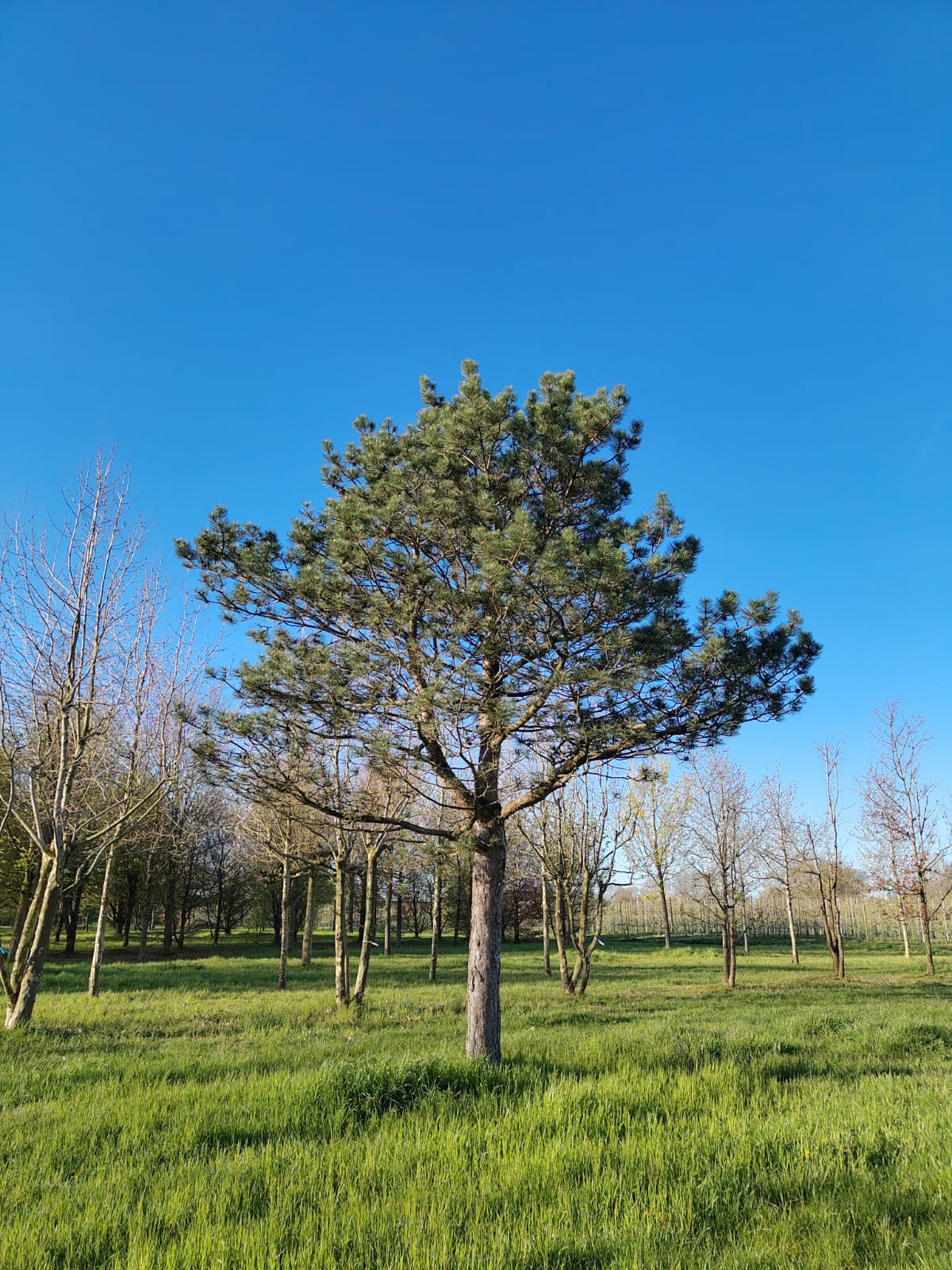 Zwarte den | Hoogstam