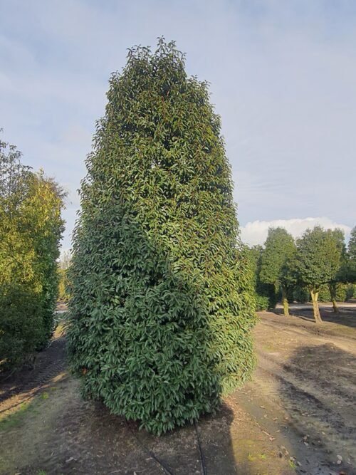 Portugese laurierkers | Solitaire struik