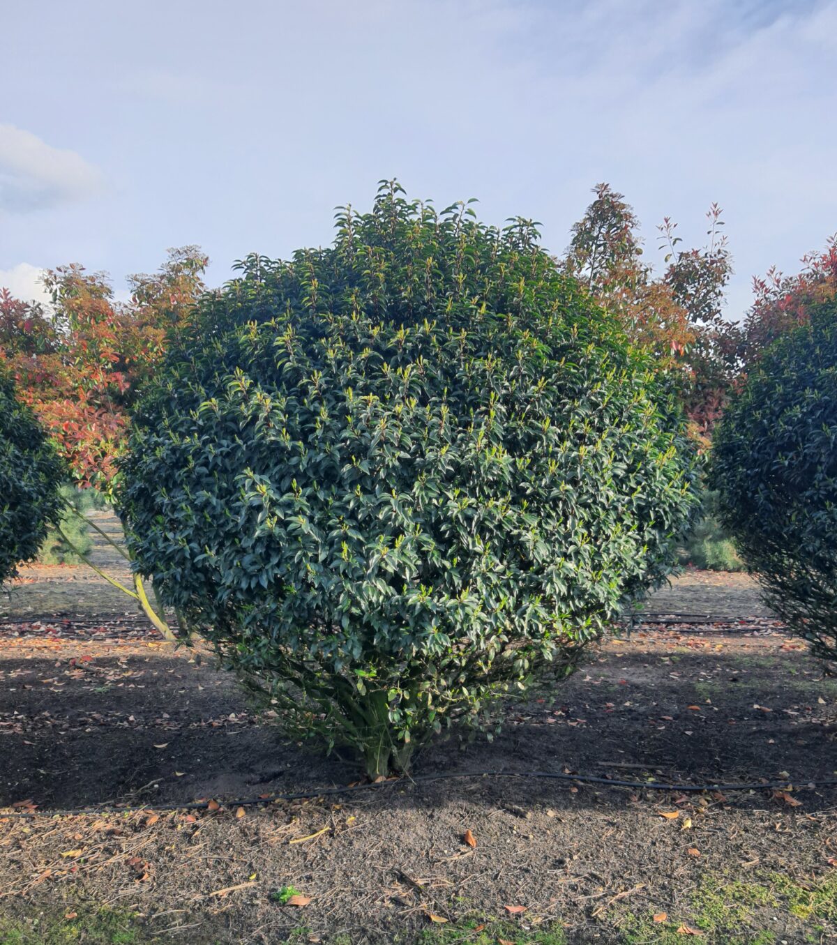 Portugese laurierkers | Bol