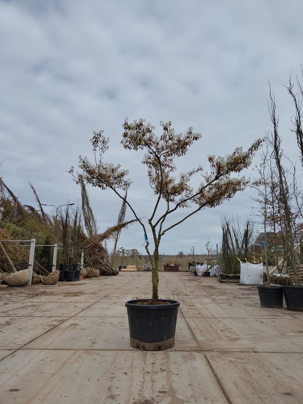 Amerikaans Krentenboompje | Karakterboom