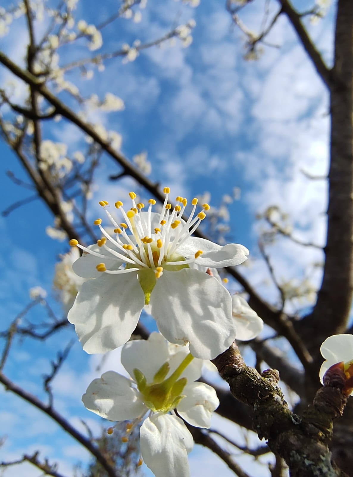 Pruimenboom 'Opal' | Hoogstam