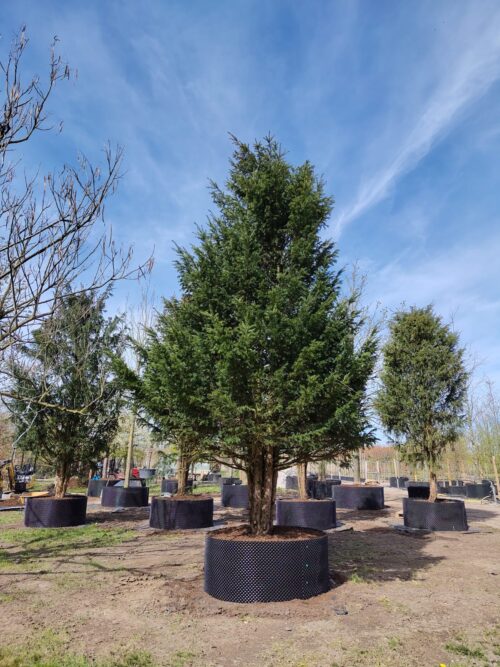 Taxus | Halfstam Solitair