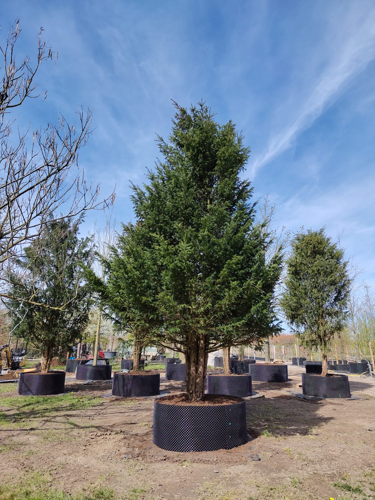 Taxus | Halfstam Solitair