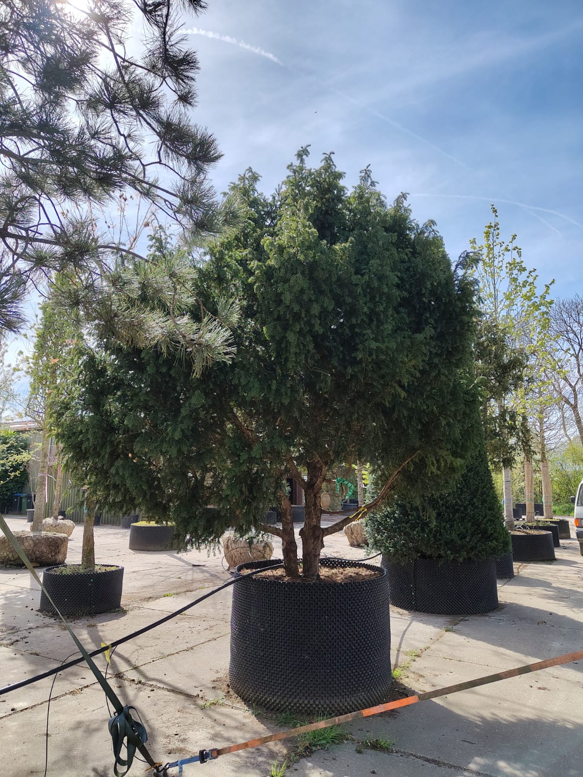 Taxus | Meerstammig Solitair
