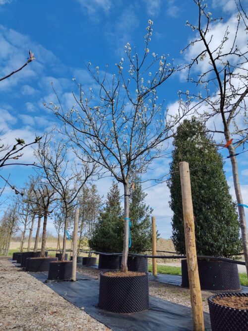 Pruimenboom 'Reine Claude d'Althan' | Hoogstam