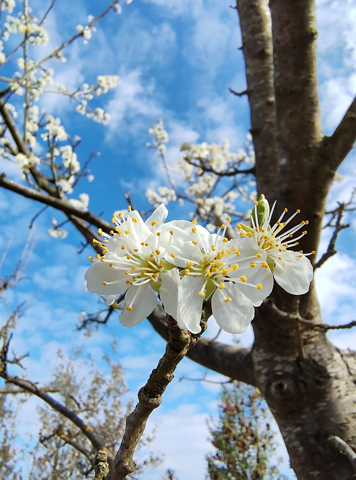 Pruimenboom 'Opal' | Hoogstam