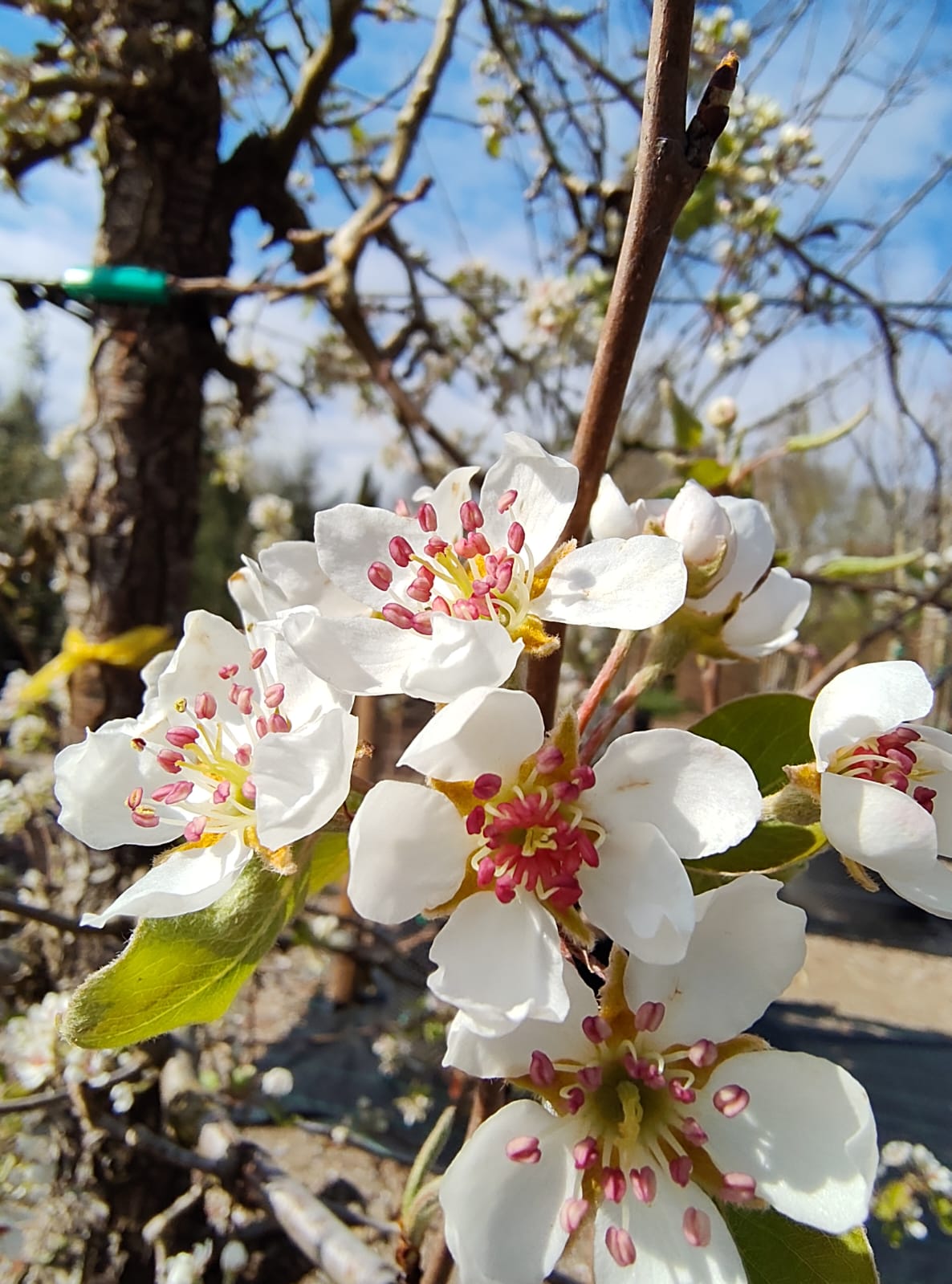 Perenboom Beurré Alexander Lucas | Laagstam