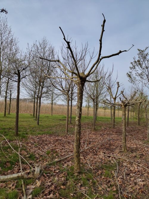 Plataan | Dakvorm karakterboom